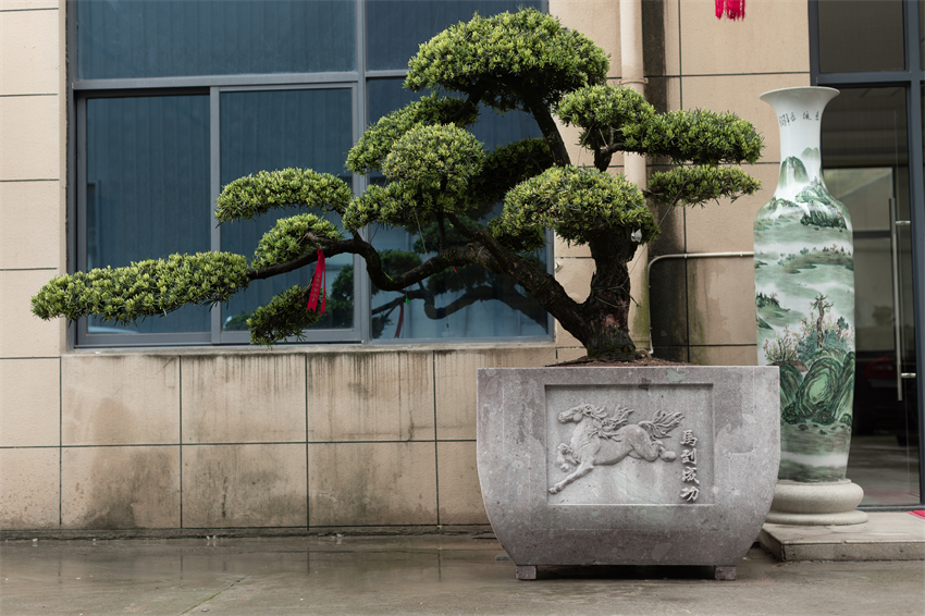 羅漢松盆-大型盆景盆4 - 副本.jpg