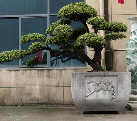 羅漢松盆-大型盆景盆-諸暨市越拓石材有限公司
